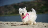 Picture of West Highland White Terrier walking on beach