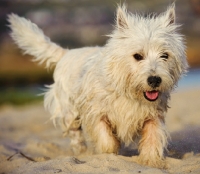 Picture of West Highland White Terrier walking on sand