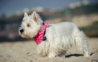 Picture of West Highland White Terrier wearing pink scarf