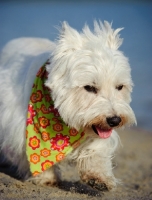 Picture of West Highland White Terrier wearing flowery scarf