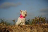 Picture of West Highland White Terrier wearing pink scarf