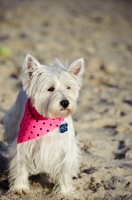 Picture of West Highland White Terrier wearing pink scarf on beach