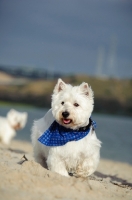 Picture of West Highland White Terrier wearing blue scarf on beach