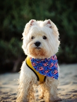Picture of West Highland White Terrier wearing scarf