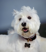 Picture of West Highland White Terrier wearing name tag