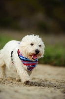 Picture of West Highland White Terrier wearing scarf