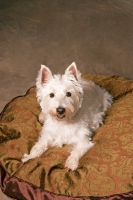 Picture of West Highland White Terrier (Westie) on dog bed