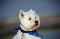 Picture of West Highland White Terrier wearing scarf