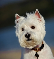 Picture of West Highland White Terrier wearing name tag, head study