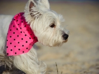 Picture of West Highland White Terrier wearing pink scarf