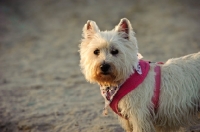 Picture of West Highland White Terrier wearing pink harness
