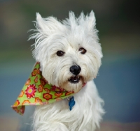 Picture of West Highland White Terrier wearing scarf