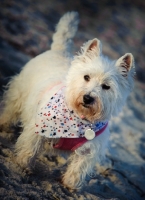 Picture of West Highland White Terrier wearing scarf