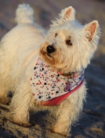 Picture of West Highland White Terrier wearing scarf