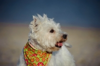 Picture of West Highland White Terrier wearing scarf