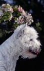 Picture of west highland white terrier with blossom, side view head study