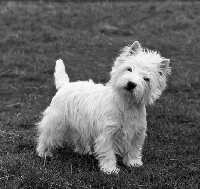 Picture of west highland white terrier with head tilted on one side