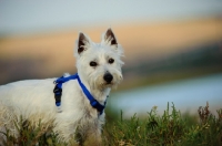 Picture of West Highland White Terrier with blue harness