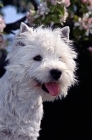 Picture of west highland white terrier with blossom, head study