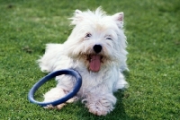 Picture of west highland white terrier with toy