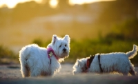 Picture of West Highland White Terriers in sunset