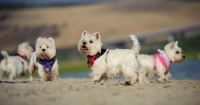 Picture of West Highland White Terriers on beach
