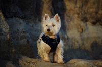 Picture of West Highland White Terrier