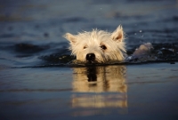 Picture of West Highland White Terrier