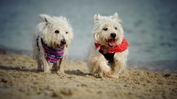 Picture of West Highland White Terrier