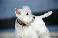 Picture of West Highland White Terrier