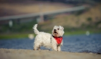 Picture of West Highland White Terrier