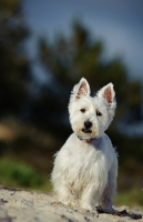 Picture of West Highland White Terrier