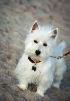 Picture of West Highland White Terrier