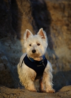 Picture of West Highland White Terrier