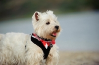 Picture of West Highland White Terrier