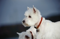 Picture of West Highland White Terrier