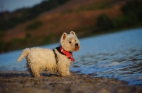 Picture of West Highland White Terrier