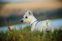 Picture of West Highland White Terrier