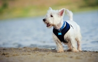 Picture of West Highland White Terrier