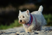 Picture of West Highland White Terrier