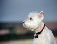 Picture of West Highland White Terrier