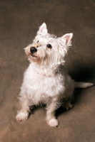 Picture of West Highland White Terrier