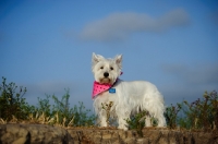 Picture of West Highland White Terrier