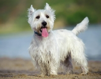 Picture of West Highland White Terrier