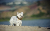 Picture of West Highland White Terrier