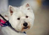 Picture of West Highland White Terrier