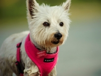 Picture of West Highland White Terrier