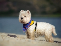 Picture of West Highland White Terrier