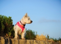 Picture of West Highland White Terrier