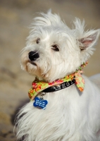 Picture of West Highland White Terrier